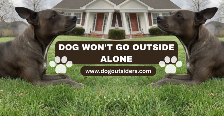 Dog Won’t go Outside Alone
