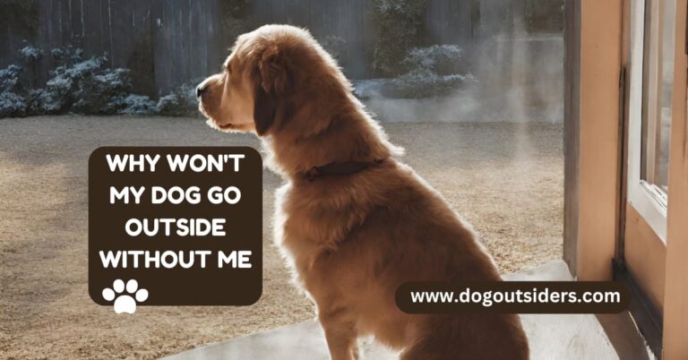 Why Won’t My Dog Go Outside Without Me: Understanding & Solutions