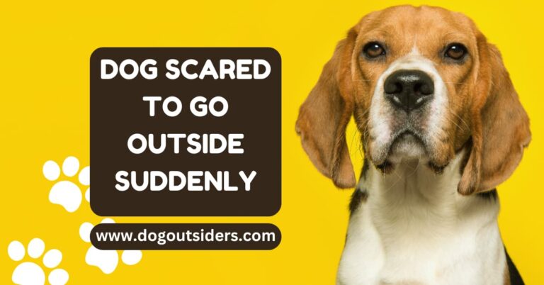 Dog Scared to Go Outside Suddenly: My Tips for Overcoming Fear