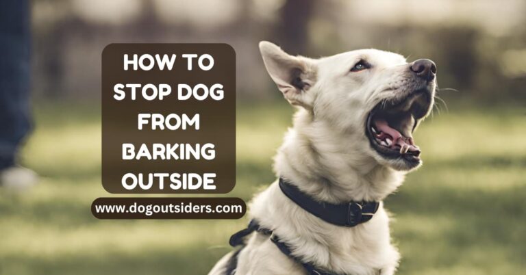 How to Stop Dog from Barking Outside: My Training Journey
