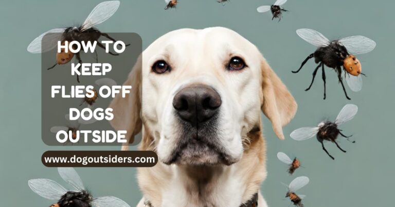 How To Keep Flies Off  Dogs Outside: Top Strategies