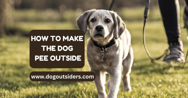 How To Make The Dog Pee Outside:Best Tips
