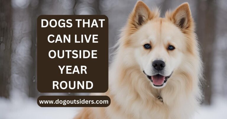 Dogs That Can Live Outside Year Round: Top 10 Hardy Breeds