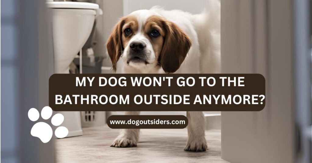 My dog won't go to the bathroom outside anymore