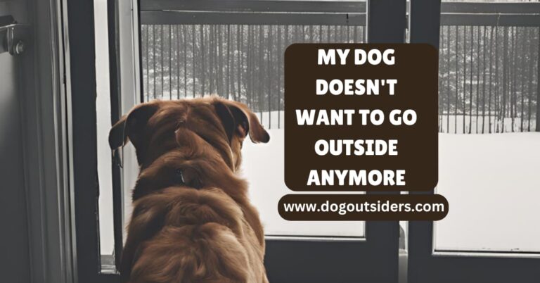 My Dog Doesn’t Want to Go Outside Anymore: Unveiling the Reluctance