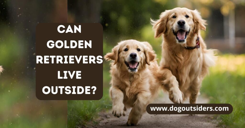 can golden retrievers live outside