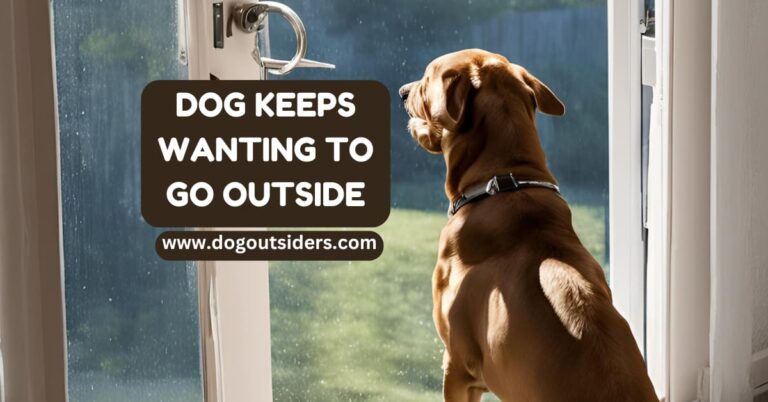 Dog Keeps Wanting to Go Outside: Outdoor Obsession