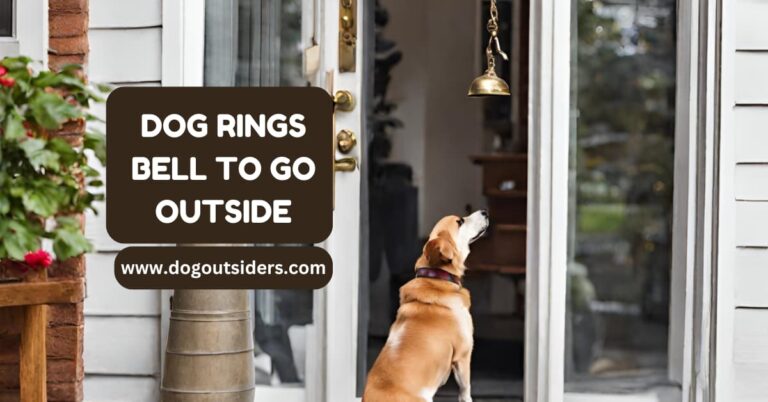 Dog Rings Bell to Go Outside: Potty Training Tips