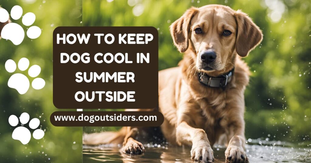 how to keep dog cool in summer outside
