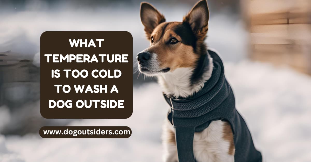What Temperature is Too Cold to Wash a Dog Outside? Dog Outsiders