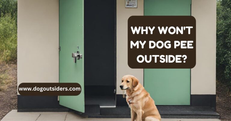 Why Won’t My Dog Pee Outside? Tips from Tail Waggers