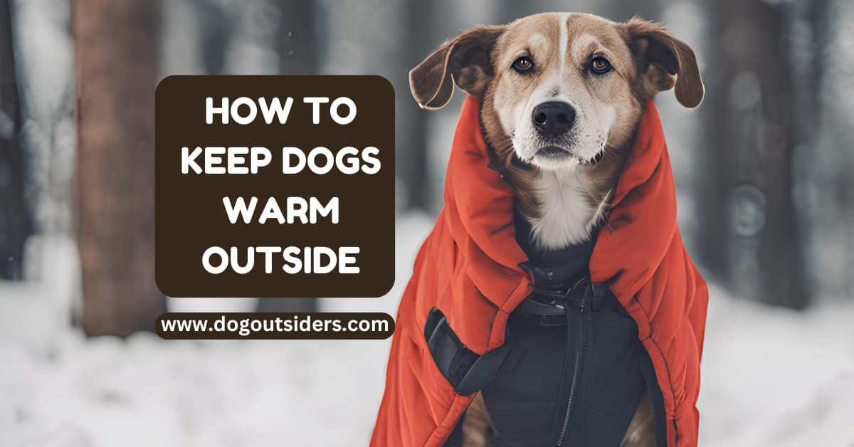 How to Keep Dogs Warm Outside Essential Tips Dog Outsiders