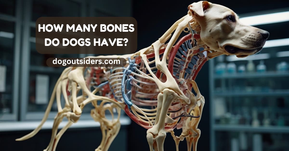 How many bones do dogs have? - Dog Outsiders