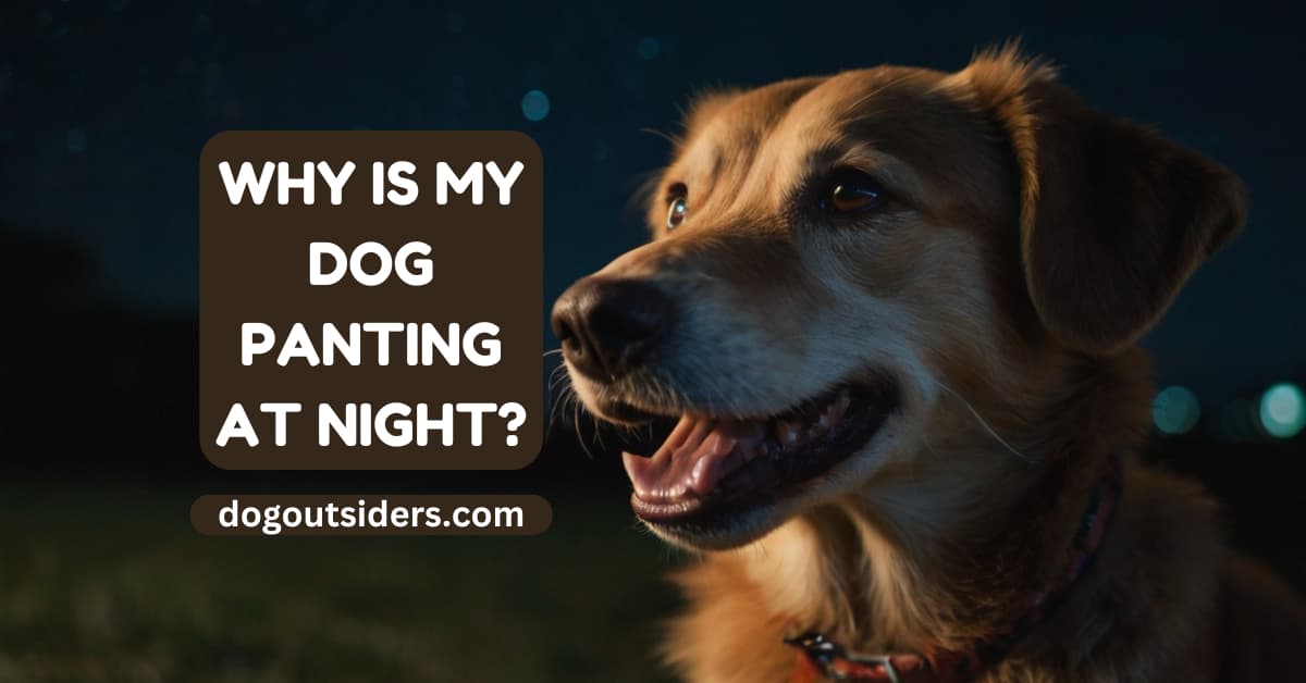 why-is-my-dog-panting-at-night-insights-from-my-local-vet-dog